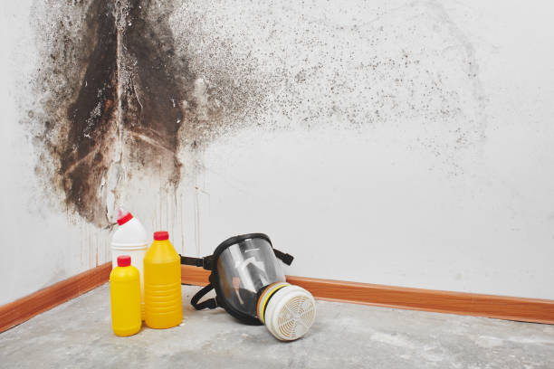 Best Commercial Mold Remediation in Bagdad, FL