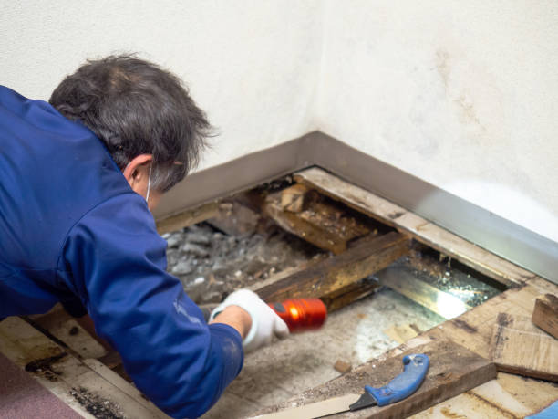 Best DIY Mold Remediation Support Services in Bagdad, FL