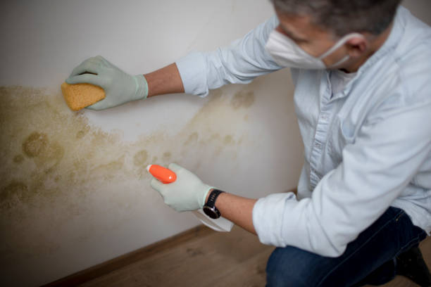 Best White Mold Remediation in Bagdad, FL